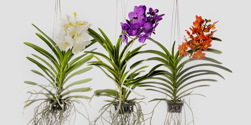 como cuidar de orquídeas flores sempre vivas